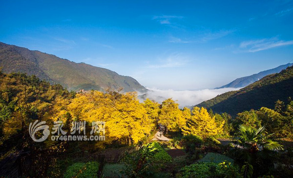 位于双牌茶林桐子坳村的200多棵古老银杏树群,蓝天,浮云,老树其美景