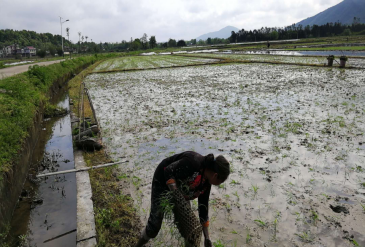 零陵进入早稻抛秧高峰期