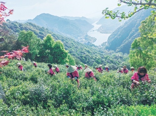 有机茶种植带动农民增收致富