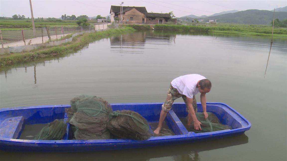 楓木山村貧困戶唐春球在小龍蝦養殖基地做事 ,一年工資一到兩萬塊錢