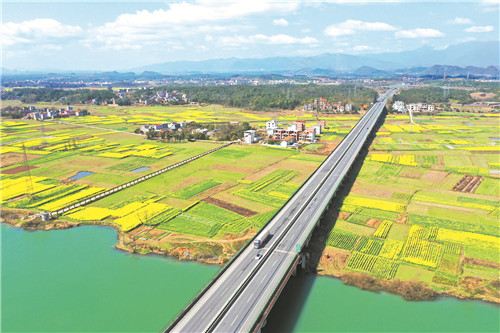 3月7日,在廈蓉高速湖南省永州市道縣瀟水大橋段,公路兩邊的油菜花競相