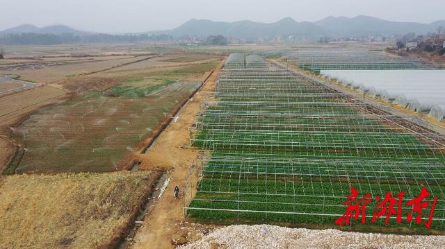 江華日日興生物科技有限公司在2020年完成蔬菜出口3.