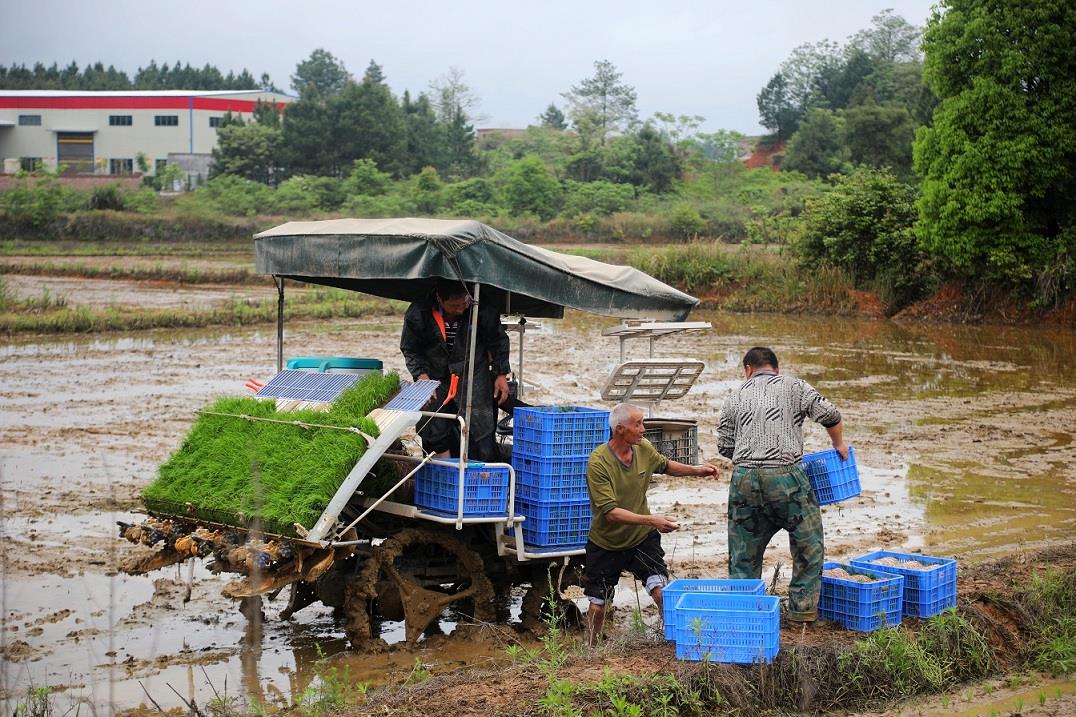 新田:穀雨生百穀 犁田插秧忙_圖片新聞_市農業農村局_永州市人民政府